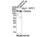MYT1 Antibody in Western Blot (WB)