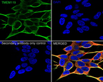 TMEM119 Antibody in Immunocytochemistry (ICC/IF)