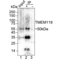 TMEM119 Antibody in Immunoprecipitation (IP)