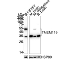 TMEM119 Antibody in Western Blot (WB)
