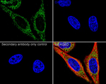 TOM70 Antibody in Immunocytochemistry (ICC/IF)