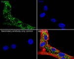 TOM70 Antibody in Immunocytochemistry (ICC/IF)