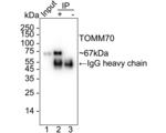 TOM70 Antibody in Immunoprecipitation (IP)