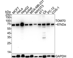 TOM70 Antibody in Western Blot (WB)