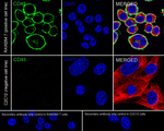 CD45 Antibody in Immunocytochemistry (ICC/IF)