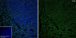 CD45 Antibody in Immunohistochemistry (Frozen) (IHC (F))