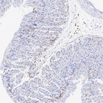 CD45 Antibody in Immunohistochemistry (Paraffin) (IHC (P))
