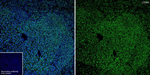 CD45 Antibody in Immunohistochemistry (Paraffin) (IHC (P))