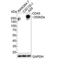 CD45 Antibody in Western Blot (WB)