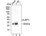 ULBP3 Antibody in Immunoprecipitation (IP)