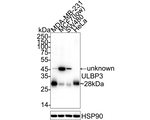 ULBP3 Antibody in Western Blot (WB)