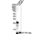 ULBP3 Antibody in Western Blot (WB)