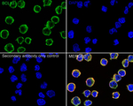 Bcl-10 Antibody in Immunocytochemistry (ICC/IF)
