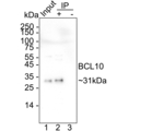 Bcl-10 Antibody in Immunoprecipitation (IP)