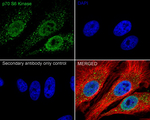 p70 S6 Kinase Antibody in Immunocytochemistry (ICC/IF)