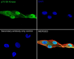 p70 S6 Kinase Antibody in Immunocytochemistry (ICC/IF)