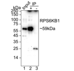 p70 S6 Kinase Antibody in Immunoprecipitation (IP)