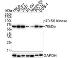 p70 S6 Kinase Antibody in Western Blot (WB)