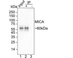 MICA Antibody in Immunoprecipitation (IP)