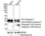 Caspase 7 Antibody in Western Blot (WB)