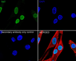 Transketolase Antibody in Immunocytochemistry (ICC/IF)