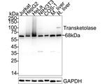 Transketolase Antibody in Western Blot (WB)