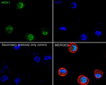 MSK1 Antibody in Immunocytochemistry (ICC/IF)