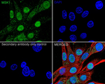 MSK1 Antibody in Immunocytochemistry (ICC/IF)