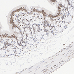 MSK1 Antibody in Immunohistochemistry (Paraffin) (IHC (P))