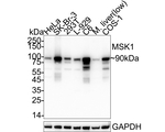 MSK1 Antibody in Western Blot (WB)