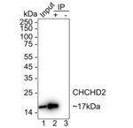 CHCHD2 Antibody in Immunoprecipitation (IP)