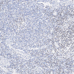 TCF7 Antibody in Immunohistochemistry (Paraffin) (IHC (P))