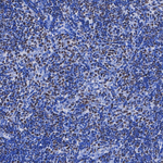 TCF7 Antibody in Immunohistochemistry (Paraffin) (IHC (P))