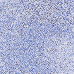 TCF7 Antibody in Immunohistochemistry (Paraffin) (IHC (P))