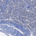 TCF7 Antibody in Immunohistochemistry (Paraffin) (IHC (P))
