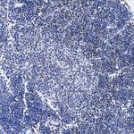TCF7 Antibody in Immunohistochemistry (Paraffin) (IHC (P))