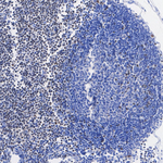 TCF7 Antibody in Immunohistochemistry (Paraffin) (IHC (P))
