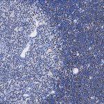 TCF7 Antibody in Immunohistochemistry (Paraffin) (IHC (P))