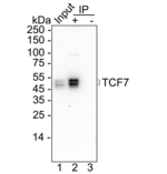 TCF7 Antibody in Immunoprecipitation (IP)