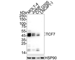 TCF7 Antibody in Western Blot (WB)