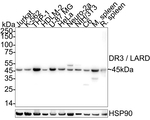 DR3 Antibody in Western Blot (WB)