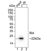 BID Antibody in Immunoprecipitation (IP)