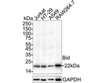 BID Recombinant Rabbit Monoclonal Antibody (PSH14-03)