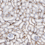 CD49a Recombinant Rabbit Monoclonal Antibody (PSH14-05)