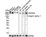 CD49a Antibody in Western Blot (WB)