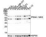 PRAK Recombinant Rabbit Monoclonal Antibody (PSH14-06)