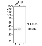 NDUFA9 Antibody in Immunoprecipitation (IP)
