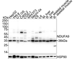 NDUFA9 Antibody in Western Blot (WB)