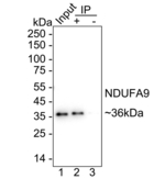 NDUFA9 Antibody in Immunoprecipitation (IP)
