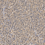 PSMA7 Antibody in Immunohistochemistry (Paraffin) (IHC (P))